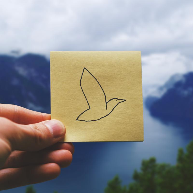 Fly High cover art: picture of bird drawn on post-it note in front of the fjords in Noraway